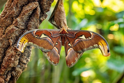 A large brown butterfly with outstretched wings rests on tree bark surrounded by green foliage, an