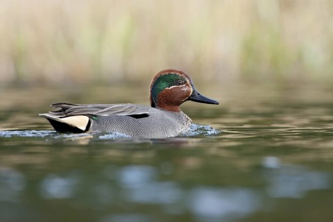 Eurasian Teal (Anas crecca) male, Bavaria, Germany