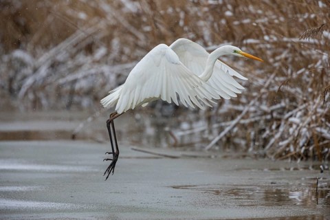 Great White Egret (Egretta alba) Germany