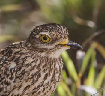 Kaptriel (Burhinus capensis), Eastern Cape, South Africa