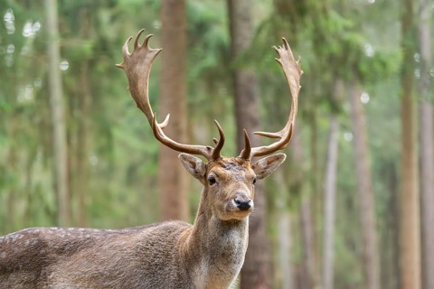European fallow deer (Dama dama) buck, portrait, in a forest in autumn, Bavaria, Germany