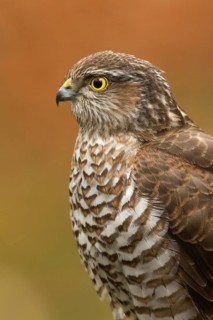 Eurasian Sparrowhawk (Accipiter nisus), Utrecht, Netherlands
