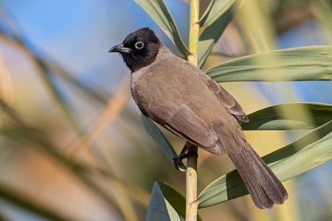 Gelbsteißbülbül, Yellow-vented Bulbul, White-eyed Bulbul, White-spectacled Bulbul, Pycnonotus