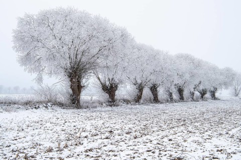 Willows in snow, winter, Vechta, Lower Saxony, Germany