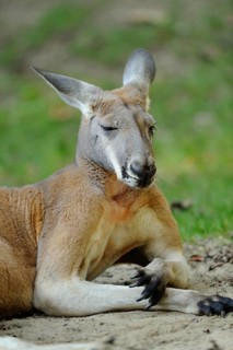 A kangaroo sits on sandy ground with its eyes closed, Red kangaroo (Osphranter rufus, Kangourou