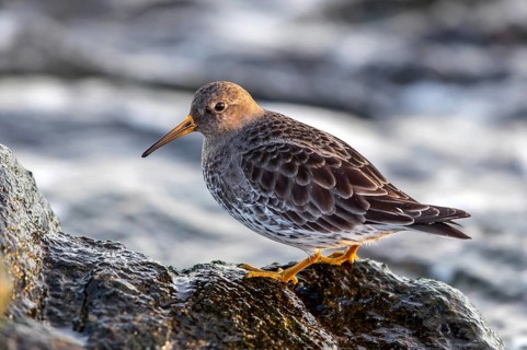 MeerstrandlÃ¤ufer
