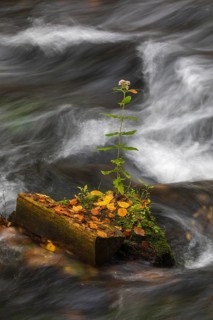 Flowing water with ferns and rocks in the Edmunds Gorge in autumn. River Kamnitz, Hrensko, Ustecky
