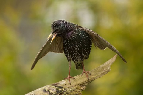 Common Starling (Sturnus vulgaris) calling, Bavaria, Germany