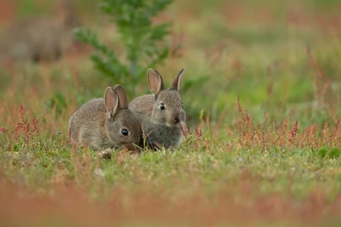 Rabbit (Oryctolagus cuniculus) two juvenile baby bunny animals feeding amongst flowering Sorrel