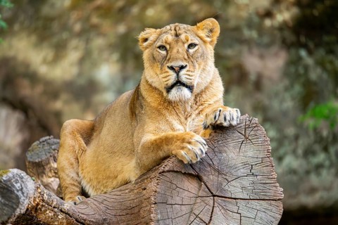 Asiatic lion (Panthera leo persica) female lying on a tree trunk, captive, Germany