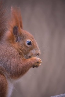 One Red squirrel or Eurasian red squirrel (Sciurus vulgaris) feeding on peanut. Trees in the