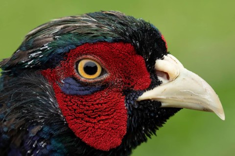 Common pheasant (Phasianus colchicus) adult male game bird head portrait, England, United Kingdom