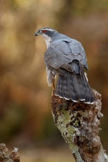 Northern Goshawk (Accipiter gentilis), adult male, Castile and Leon, Spain