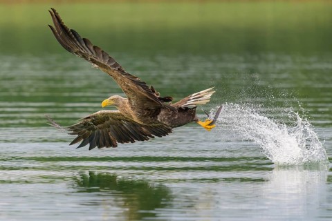 White-tailed eagle (Haliaeetus albicilla), in flight grabbing its prey, Mecklenburg-Western