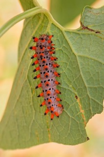 Die erwachsene Raupe des Südlichen Osterluzeifalter (Zerynthia polyxena)