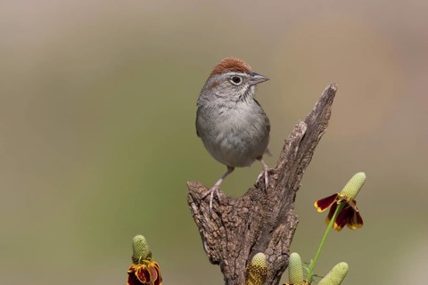 Rufous-crowned Sparrow (Aimophila ruficeps), Texas, USA