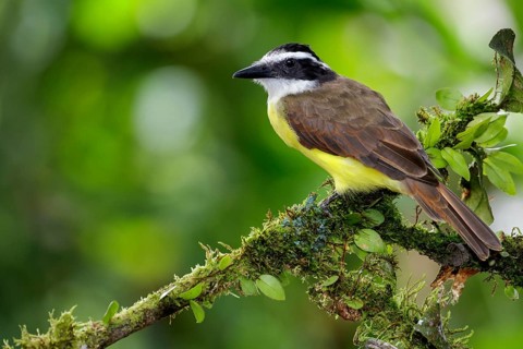 Great Kiskadee (Pitangus sulphuratus) perched on a branch in Costa Rica