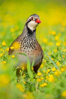 The red-legged partridge stands in a vibrant meadow, surrounded by blooming yellow wildflowers Its
