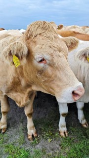 A cow (Bos taurus) with ear tag on the pasture, Franconian Forest nature park Park