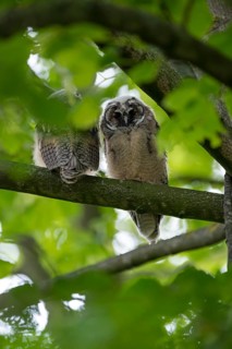 Long-eared owl (Asio otus), two young birds, nest fledglings, Bottrop, Ruhr area, North