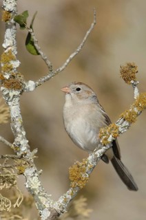 Field Sparrow (Spizella pusilla), Texas, USA