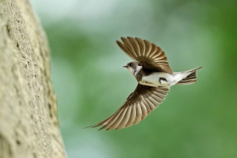 Sand martin (Riparia riparia), approaching the breeding tube, Reussegg nature reserve, Canton