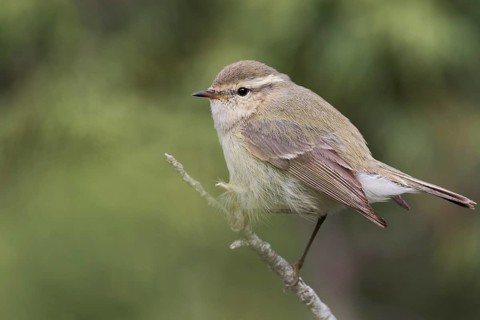 Humes Leaf Warbler - Tienschan-Laubsänger - Phyllsocopus humei ssp. humei, Kyrgyzstan