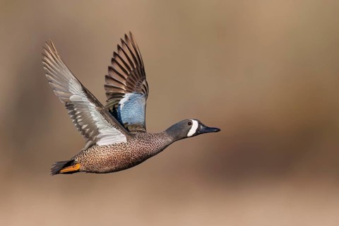 Blue-winged Teal (Anas discors) flying above pond in Manitoba, Canada