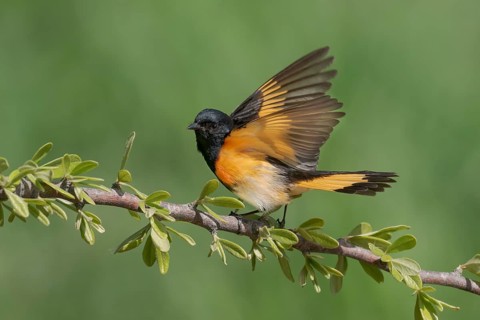 American Redstart (Setophaga ruticilla) male, Texas, USA