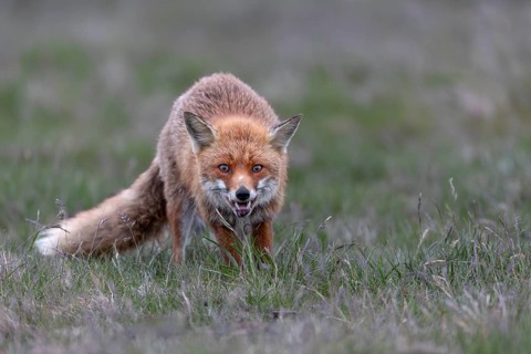 The next hunting attempt of the red fox (Vulpes vulpes) is successful, but it is not a mouse that