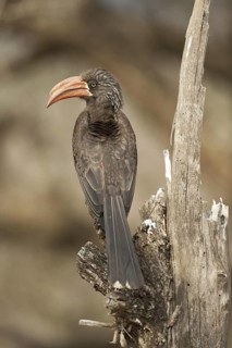 Crowned Hornbill (Lophoceros alboterminatus), South Africa