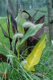 Canna indica hybrid