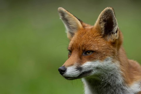 Red fox (Vulpes vulpes) adult animal head portrait, England, United Kingdom