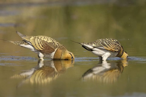 Pin-tailed Sandgrouse (Pterocles alchata), Castile-La Mancha, Spain