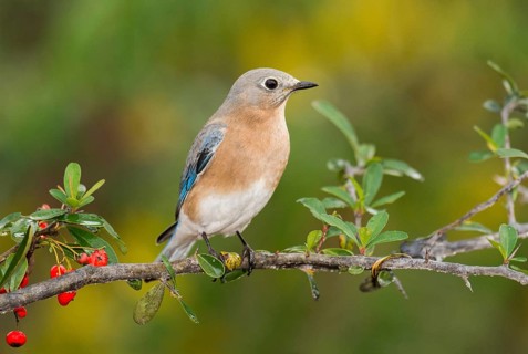 Eastern Bluebird (Sialia sialis) female perched on a branch, Texas, USA