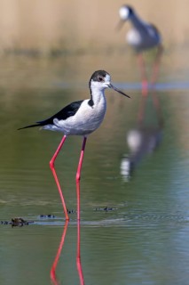 Black-winged stilts (Himantopus himantopus) two adult males foraging in shallow water of pond at