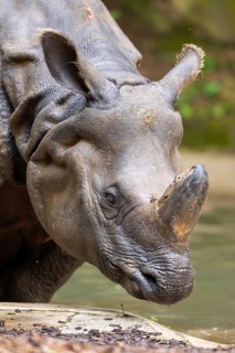 Square-lipped rhinoceros (Ceratotherium simum), portrait, captive, Bavaria, Germany