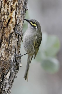 Yellow-faced Honeyeater (Caligavis chrysops), Queensland, Australia