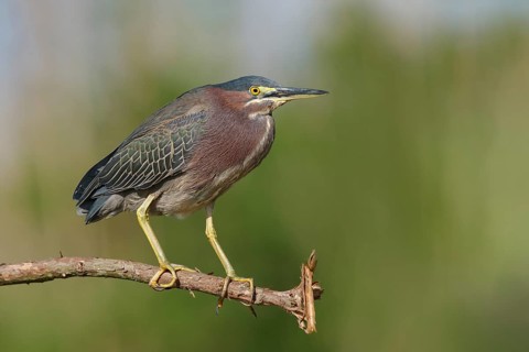 Green Heron (Butorides virescens) perched on a branch, Texas, USA