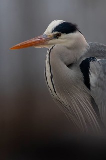 Grey Heron (Ardea cinerea), Pusztaszer, Hungary