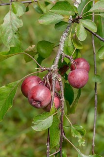 Felt apple (Malus pumila 'Niedzwetzkyana'), Tübingen Botanical Garden, Germany
