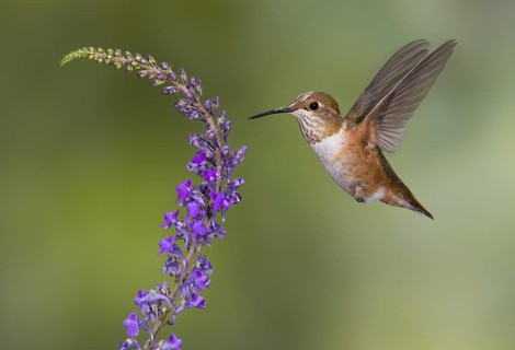 Rufous Hummingbird Female (Selasphorus rufus) - (Selasphorus rufus) - Victoria BC, Canada