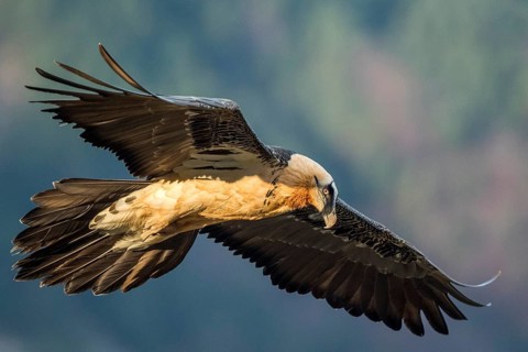 Bearded Vulture (Gypaetus barbatus) flying, Aragon, Spain