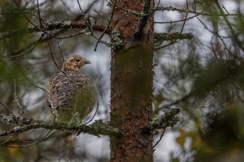 The capercaillie (Tetrao urogallus) seeks shelter from rain and predators in a dense coniferous