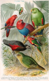 Historical illustration, parrots, psittacines, historische Zeichnung, verschiedene Papageienarten