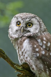 Boreal Owl (Aegolius funereus), Bavaria, Germany