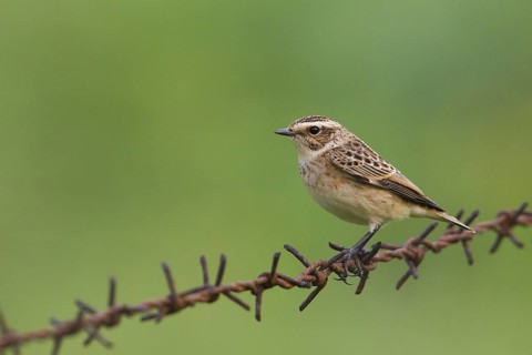 Whinchat (Saxicola rubetra), Schleswig-Holstein, Germany