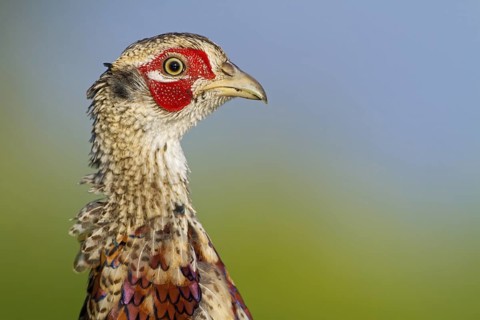 Common Pheasant (Phasianus colchicus) male, Rhineland-Palatinate, Germany