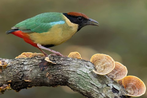 Noisy Pitta (Pitta versicolor) perched on a branch in eastern Australia