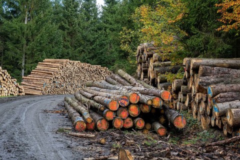 Logging in the Harz Mountains, Goslar, forest work, Lower Saxony, Germany